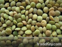 Sell Green Lentils