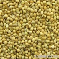sell millet