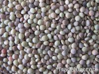 sell lentils