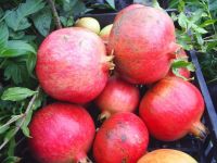 Fresh pomegranat