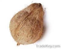 semi husk coconut