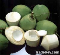 Sell coconut, desiccated coconut, milk coconut powder