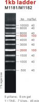 Sell 1kb DNA Ladder