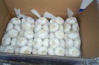 Sell Garlic,dehydrated Garlic,Fresh Garlic, Frozen Garlic Products