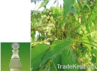 Sell Eucalyptus oil