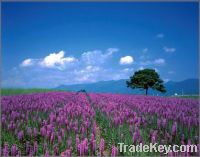 Sell lavender oil