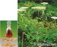 Sell Angelica Oil