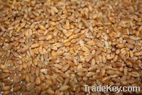 Sell  Grain wheat.