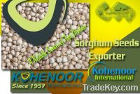 Sell Offer Sorghum Seeds