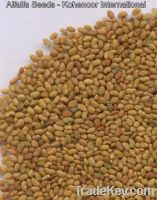 Sell High Quality Alfalfa Seeds