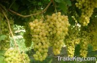 Fresh Sultana Grape