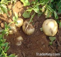 Sell FRESH, DRIED, FROZEN POTATOES FROM BANGLADESH.