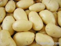 Fresh Potatoes Sell offer from Bangladesh