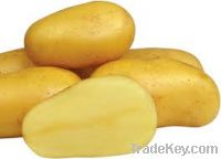 Fresh Potatoes Export offer from Bangladesh.