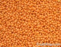 Sell Lentils, Peas, Basmati Rice