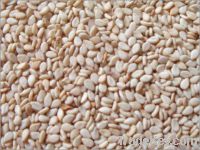 Sell Natural sesame seed