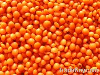 Sell  Red Lentils, Green Lentils