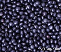 Sell Urad Beans , soybeans, corn, Oats