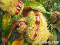 Sell Chestnut, Dried Vegetable