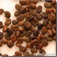 Sell Astragalus Seeds