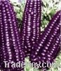 Sell purple corn