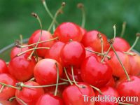 Sell Fresh Cherry