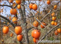 Sell Persimmon