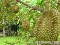 Sell Durian, bananas , coconuts