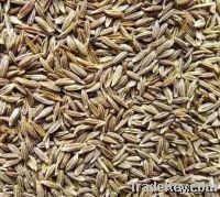 Sell cumin seeds, animal feed, cotton seeds