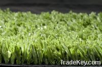 Sell cheap grass GPE-40