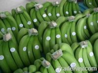 Fresh green bananas and citrus fruits at best prices