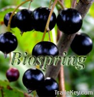 Sell black currant extract