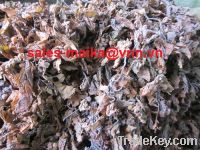 Sell sargassum seaweed