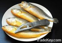 Sell Yellow Croaker