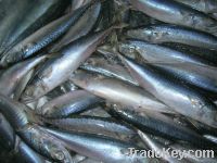 Sell Pacific Mackerel