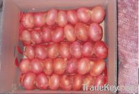 Sell Fresh Red Onion