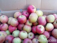 Sell Fresh Guoguang Apple
