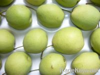 Sell Fresh Shandong Pear
