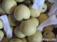 Sell Fresh Golden Pears