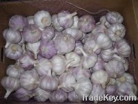 Sell Fresh New Crop Garlic