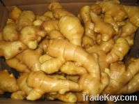 Sell Fresh Chinese Ginger