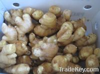 Sell Air Dried Ginger