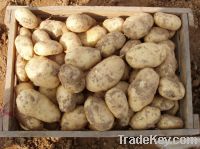 Sell Organic Potato