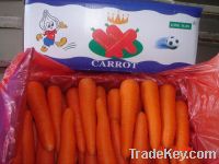 Sell Fresh Chinese Carrot