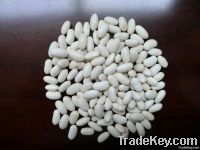 SELL large white kidney beans