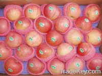 Sell fresh apple qinguan