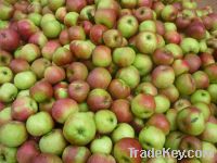 Sell fresh jiguan apples