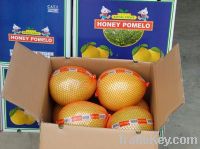 Sell fresh pomelo