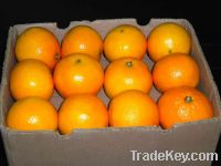 Sell navel orange