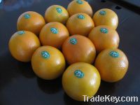 Sell fresh Chinese navel orange